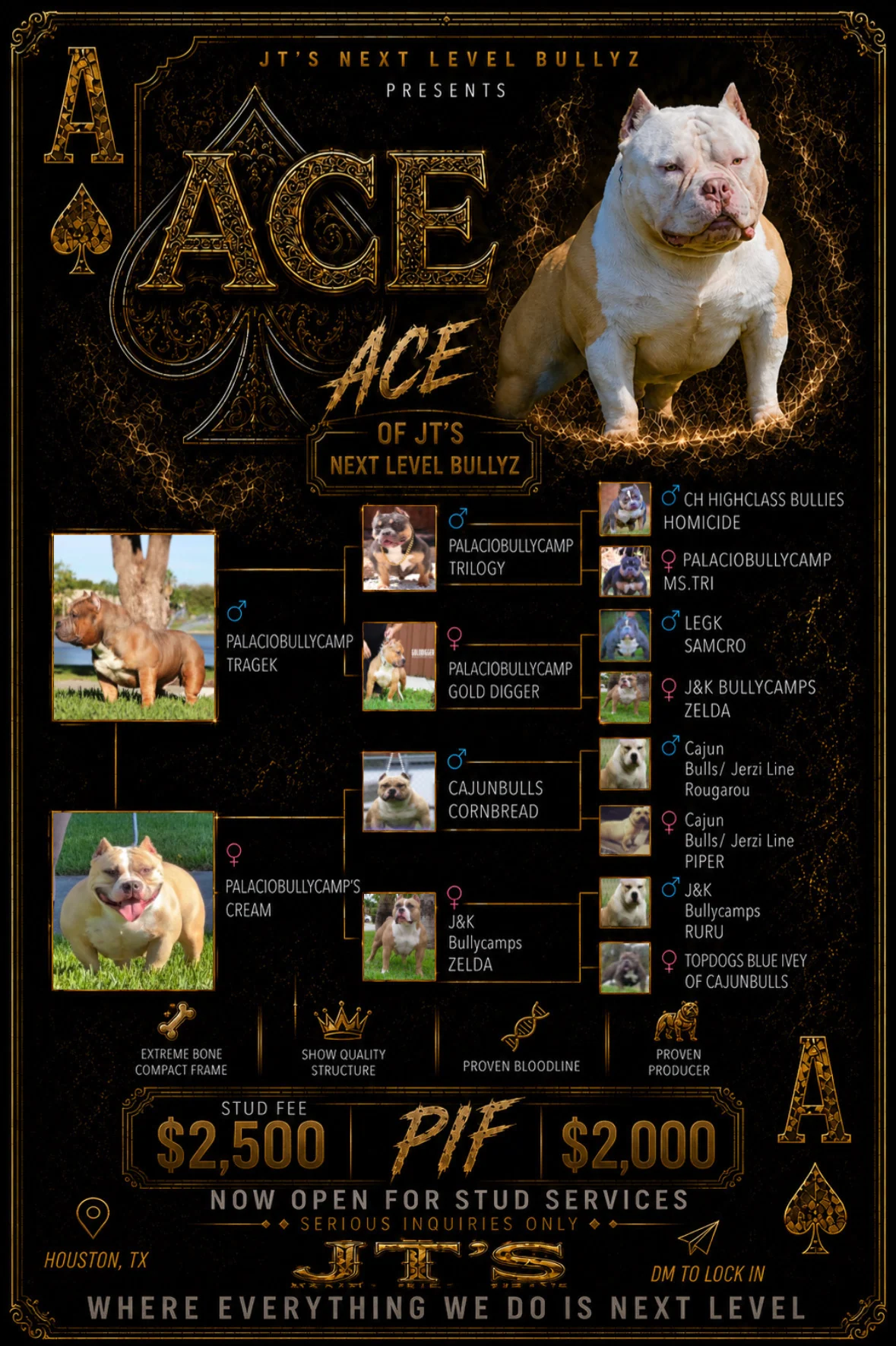 ACE stud service flyer showing pedigree, structure, Houston location, and stud availability