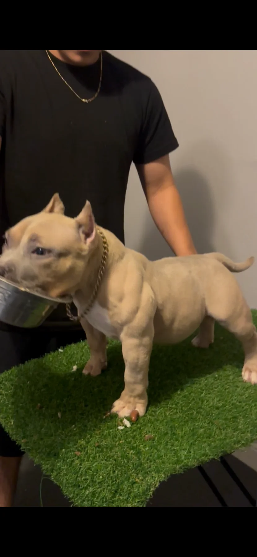 American Pocket Bully puppy side profile in Houston Texas