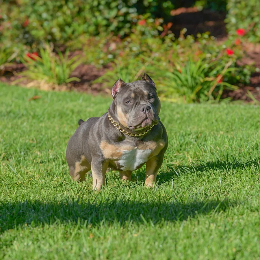 Bully yard grid image
