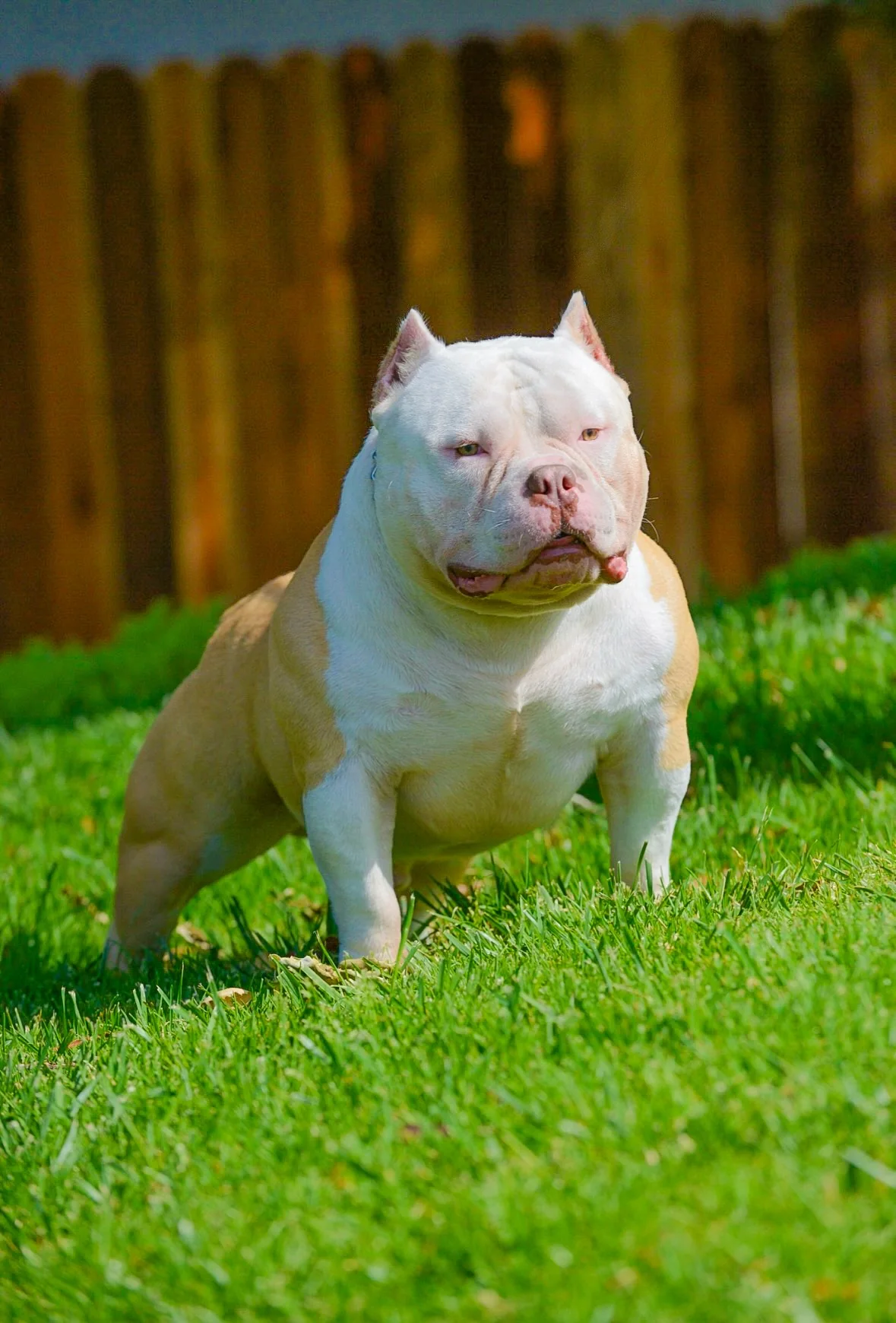 JT's Next Level Bullyz white and tan bully in sunlight