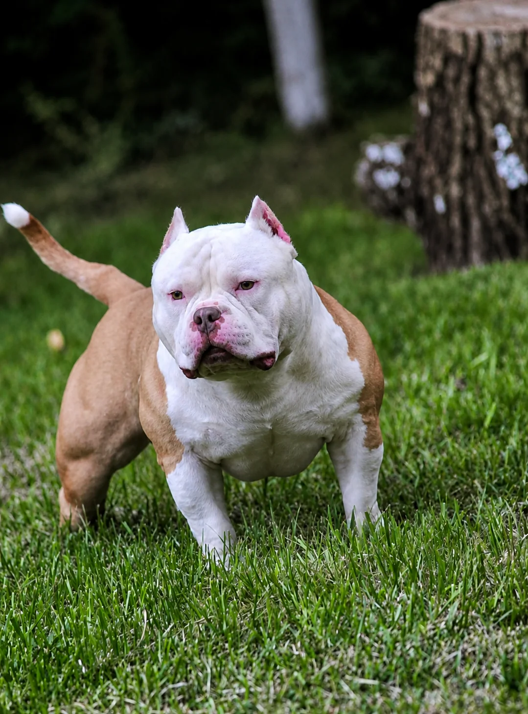 ACE male American Pocket Bully profile for JT's Next Level Bullyz