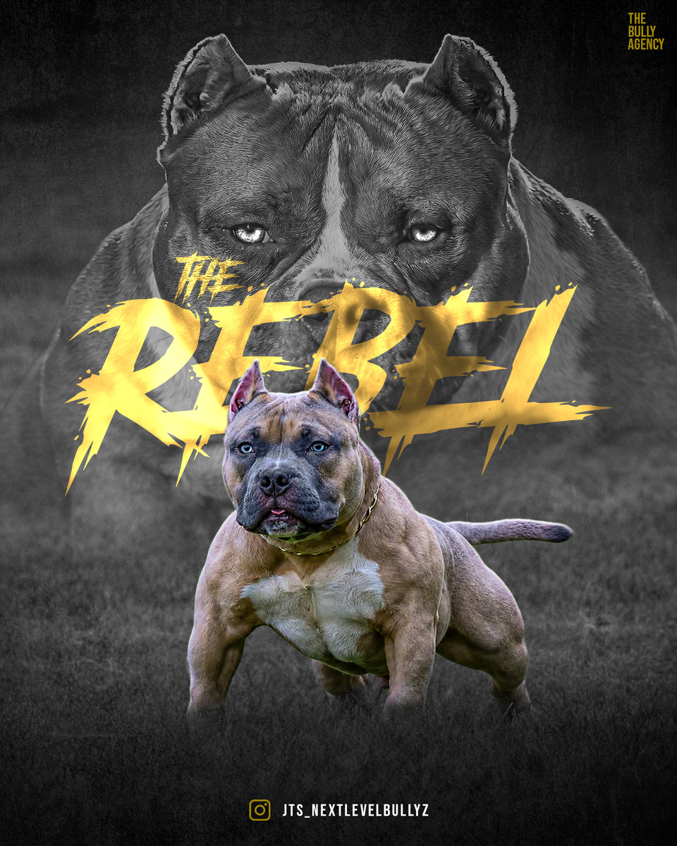 Da Rebel early lock-in graphic