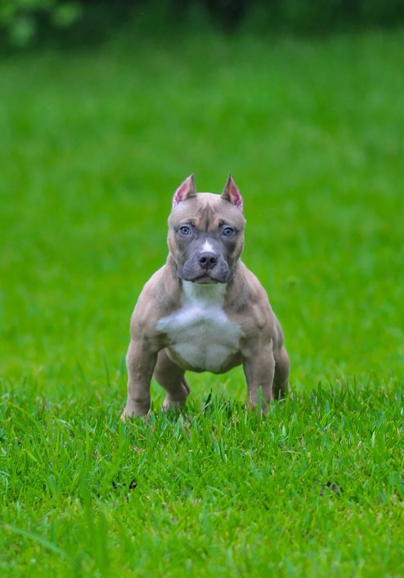 Da Rebel American Pocket Bully front portrait on grass
