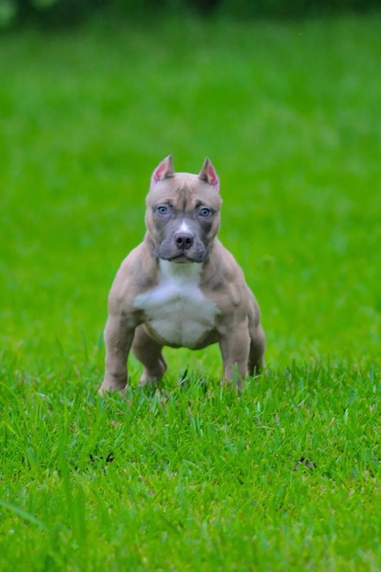Da Rebel American Pocket Bully structure portrait on grass